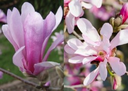 Magnolia loebneri Leonard Messel / Leonard Messel liliomfa